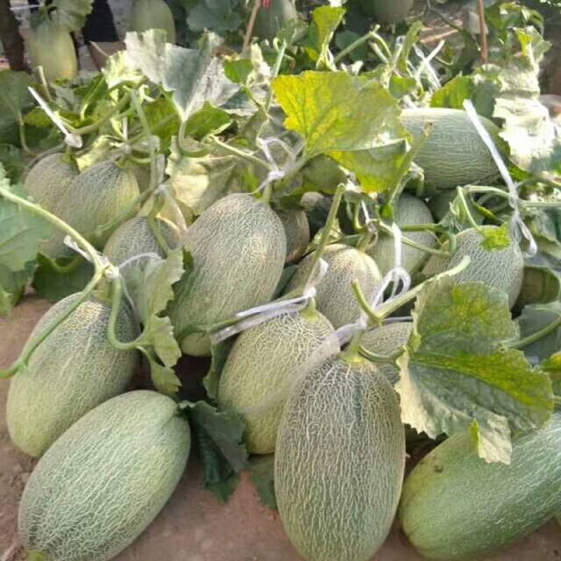西州蜜25号，3月下旬大量上市