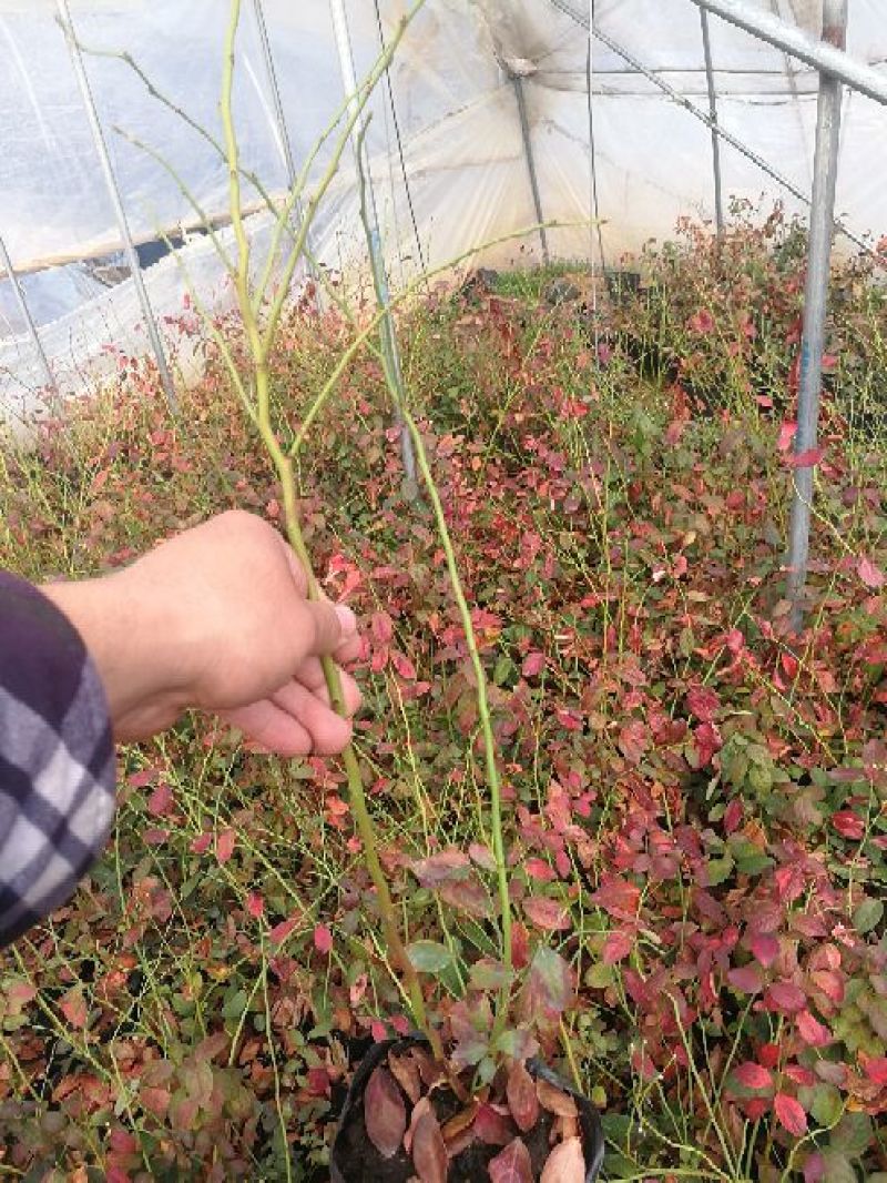 蓝莓苗苔藓苗品种纯地栽大苗钵苗优瑞卡薄雾莱克西蓝峰