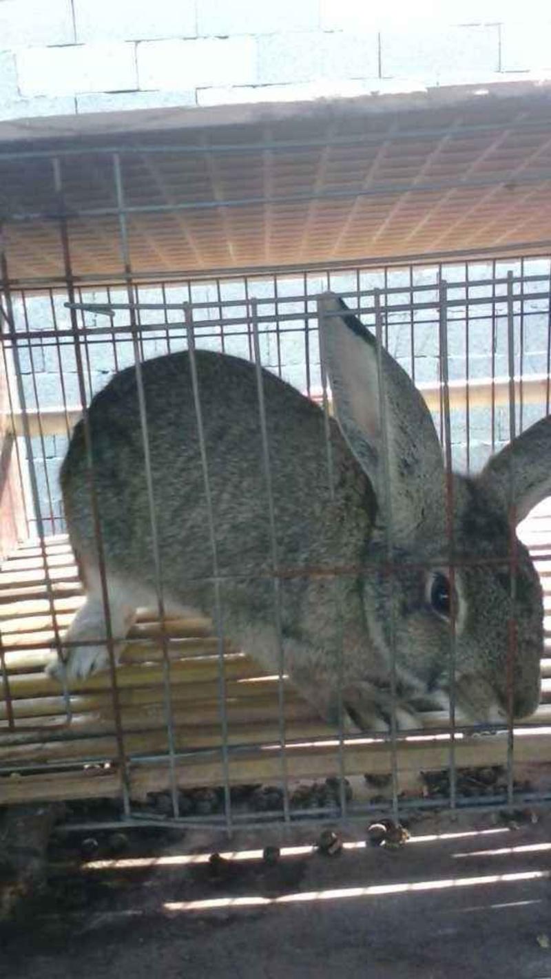 厂家供应比利时野兔种兔提供养殖技术包回收
