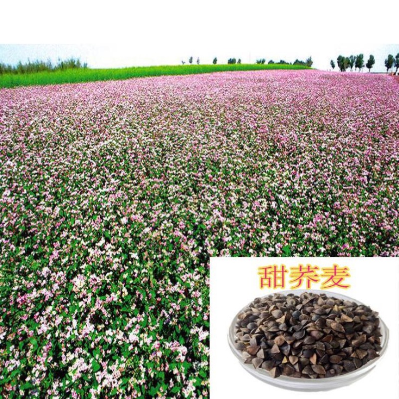 荞麦种子甜荞麦苦荞麦养蜂蜜源牧草种子黑苦荞