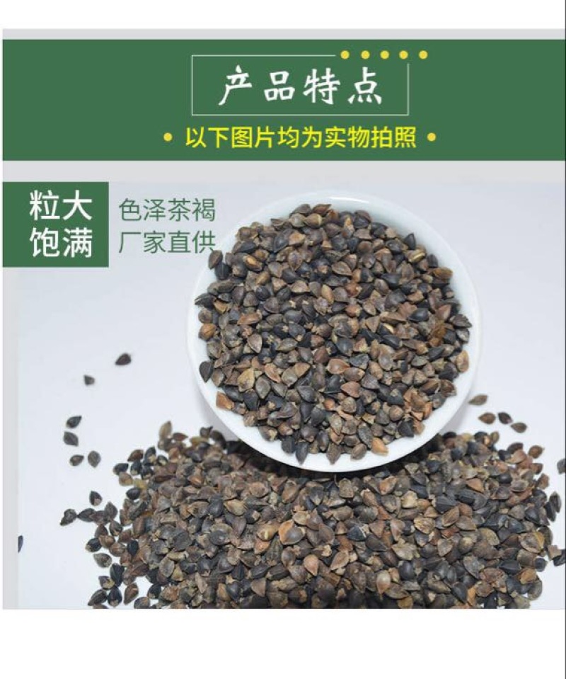 荞麦种子甜荞麦苦荞麦养蜂蜜源牧草种子黑苦荞