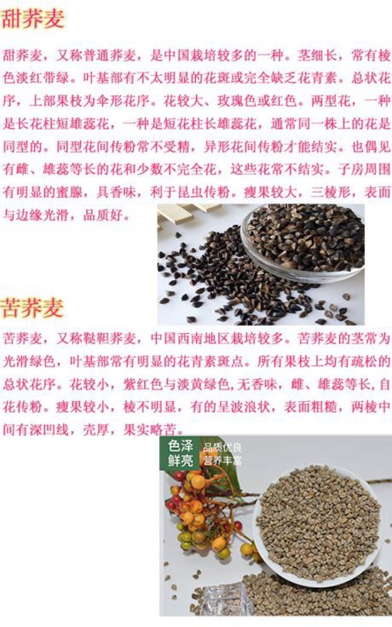 荞麦种子甜荞麦苦荞麦养蜂蜜源牧草种子黑苦荞