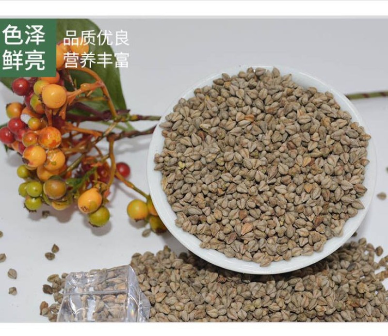 荞麦种子甜荞麦苦荞麦养蜂蜜源牧草种子黑苦荞
