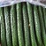 密刺黄瓜干花带刺25公分以上