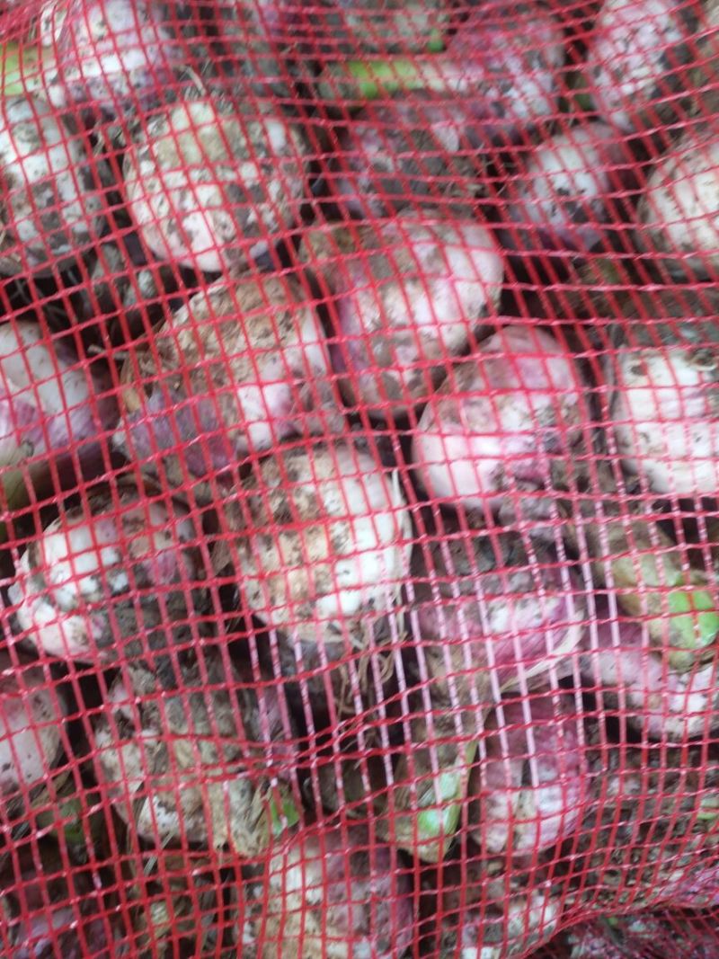 红皮大蒜大量有货质量保障视频看货诚信合作等您来电