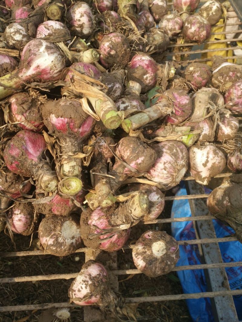 红皮大蒜大量有货质量保障视频看货诚信合作等您来电
