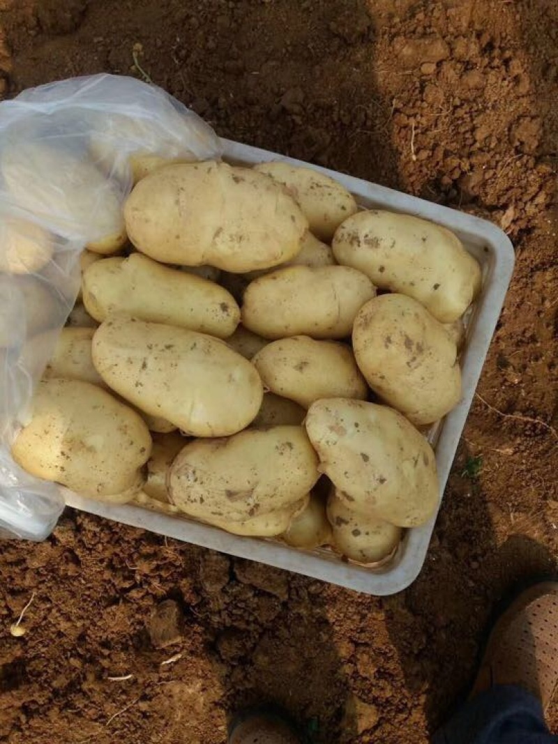 大棚荷兰十五土豆精品大量供应加工各种规格包装