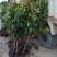 荔枝苗50~80cm