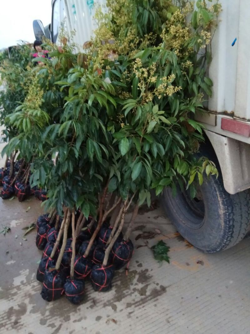荔枝苗50~80cm