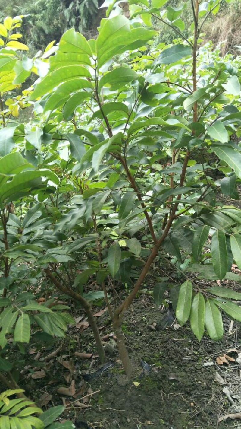龙眼树苗30~50cm