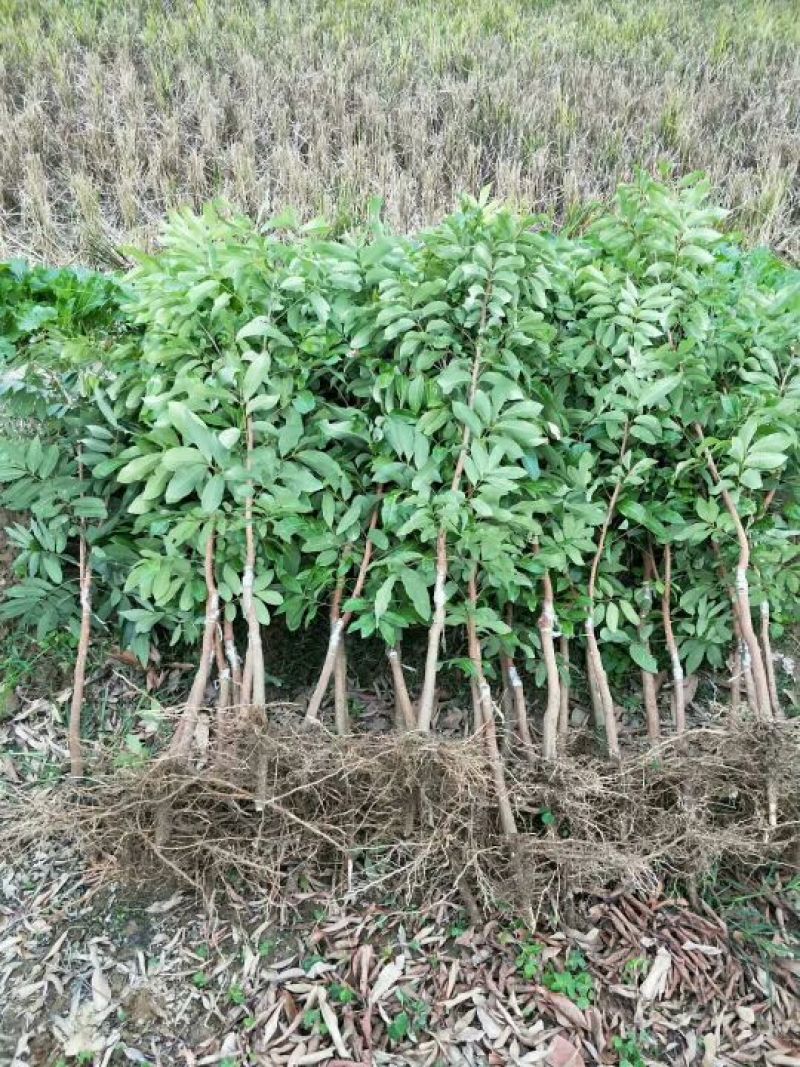 龙眼树苗30~50cm