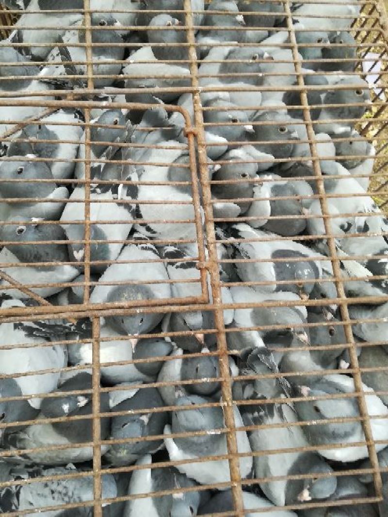 明瓦灰鸽400~500g，四十五天以上信鸽带环！