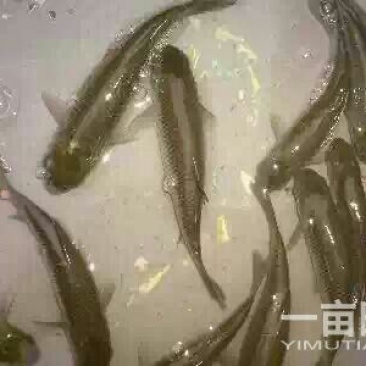 草鱼0.1公斤人工养殖活鱼