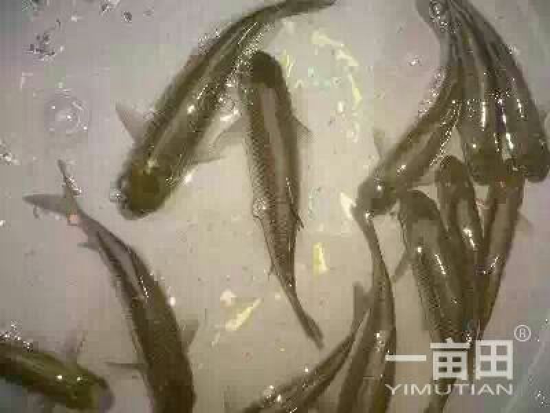 草鱼0.1公斤人工养殖活鱼