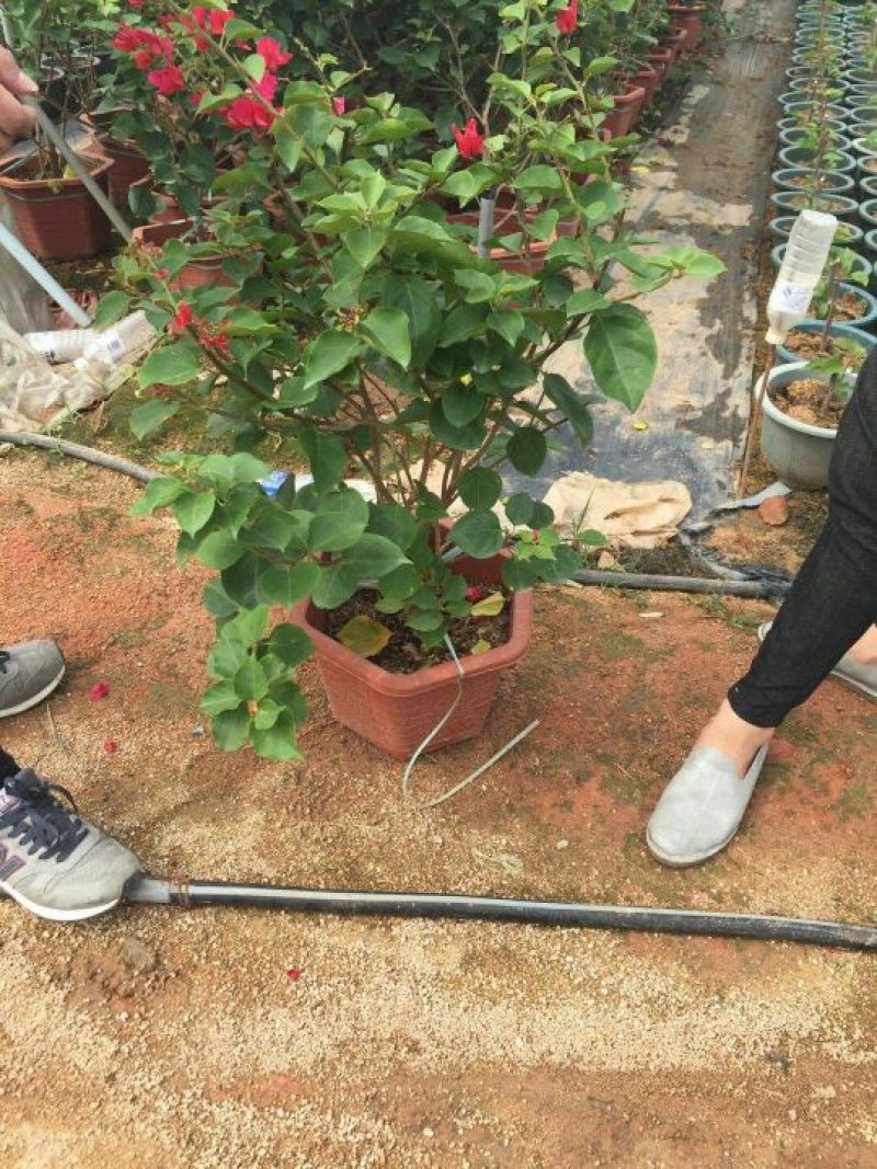 三角梅50~80cm