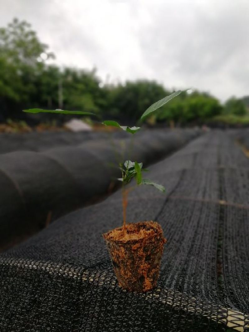 牛大力种苗15cm以下
