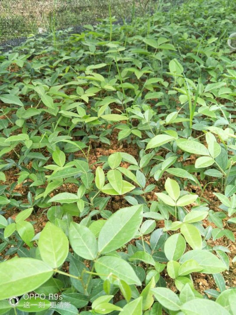 牛大力种苗15cm以下