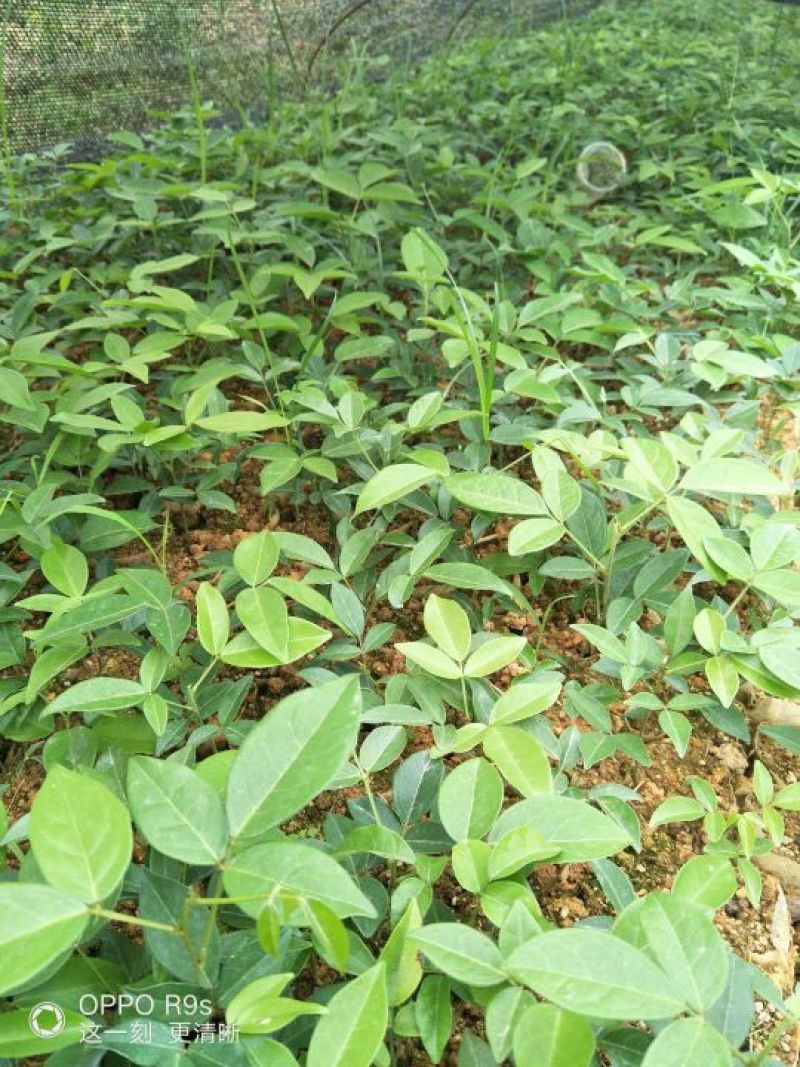 牛大力种苗15cm以下