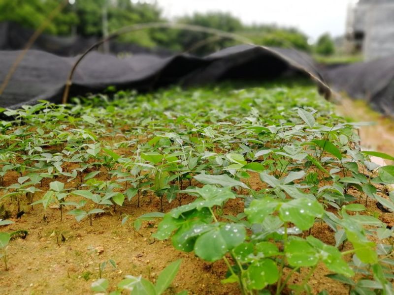 牛大力种苗15cm以下