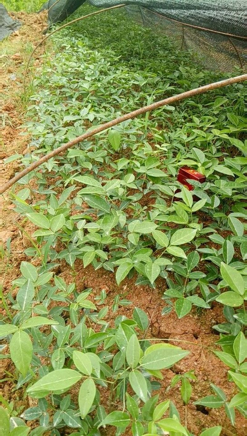 牛大力种苗15cm以下