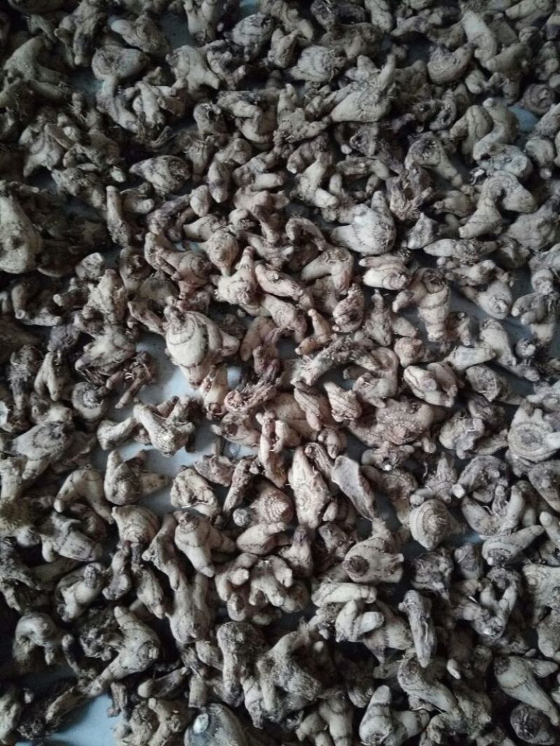 三叉白芨通货干货