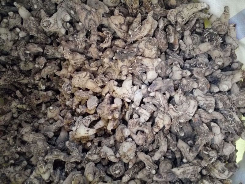 三叉白芨通货干货