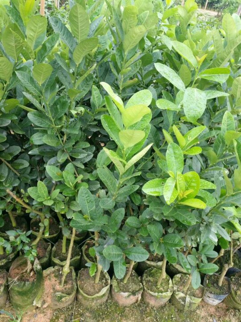 香水柠檬树苗30~50cm