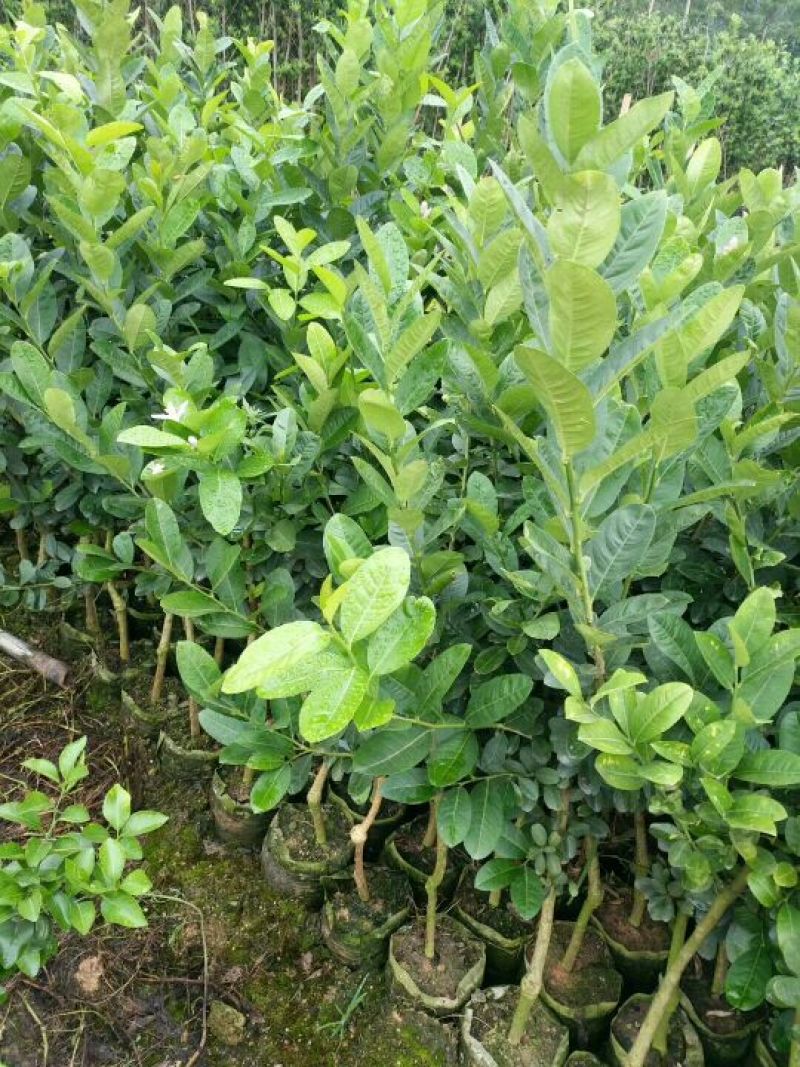 香水柠檬树苗30~50cm