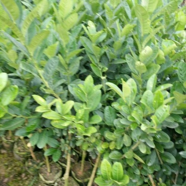 香水柠檬树苗30~50cm