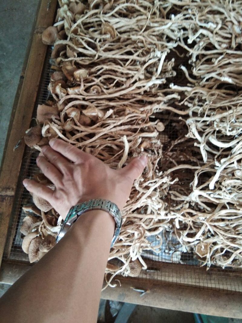 广昌茶树菇开伞干茶薪菇干货新鲜特级非野生19年新