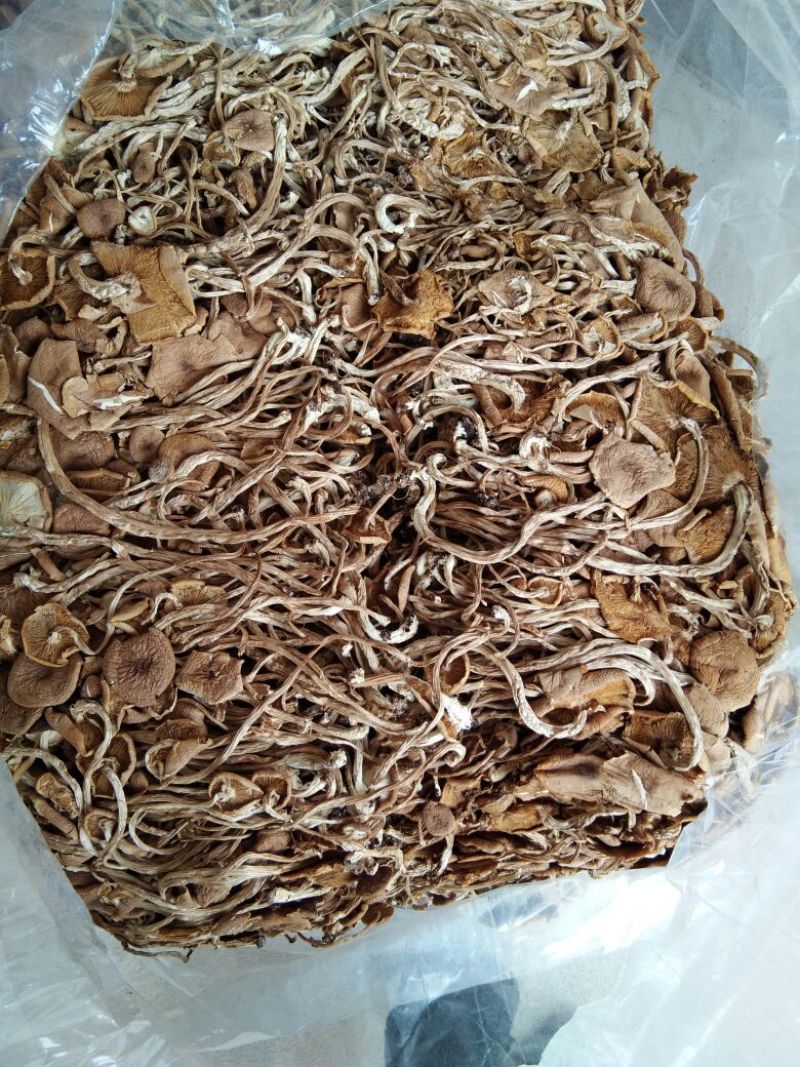广昌茶树菇开伞干茶薪菇干货新鲜特级非野生19年新