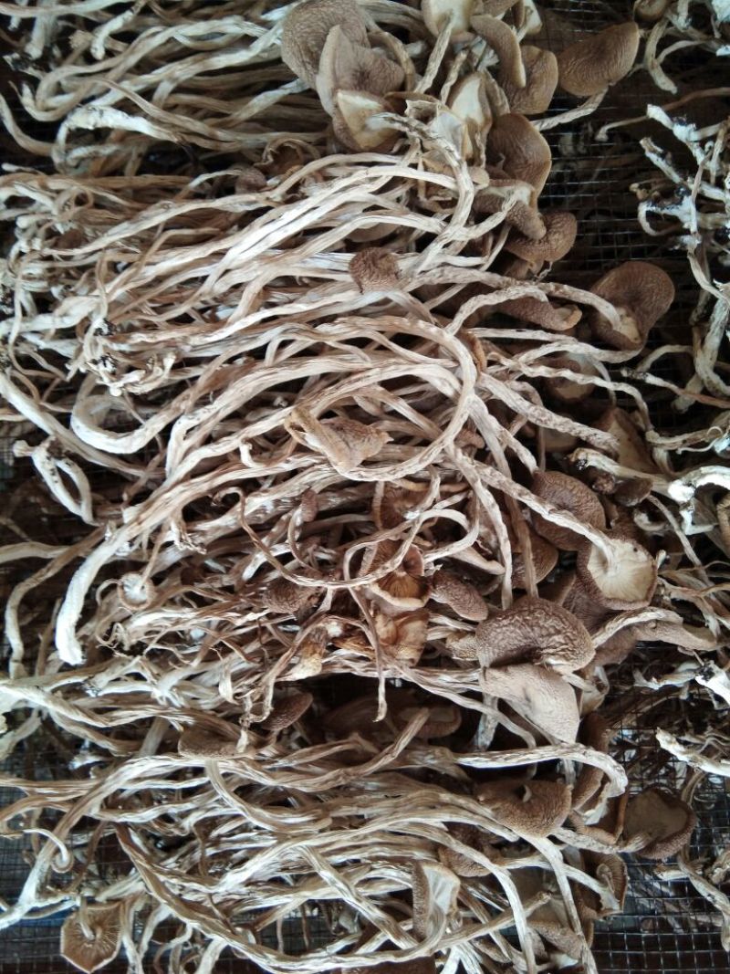 广昌茶树菇开伞干茶薪菇干货新鲜特级非野生19年新