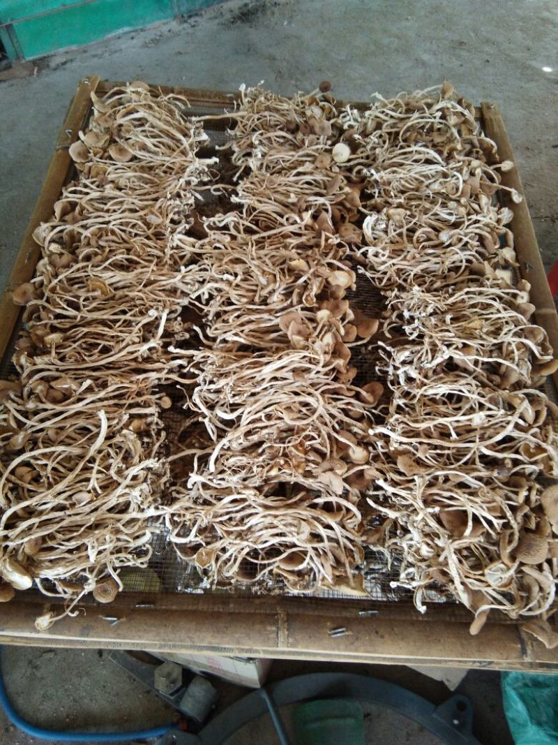 广昌茶树菇开伞干茶薪菇干货新鲜特级非野生19年新