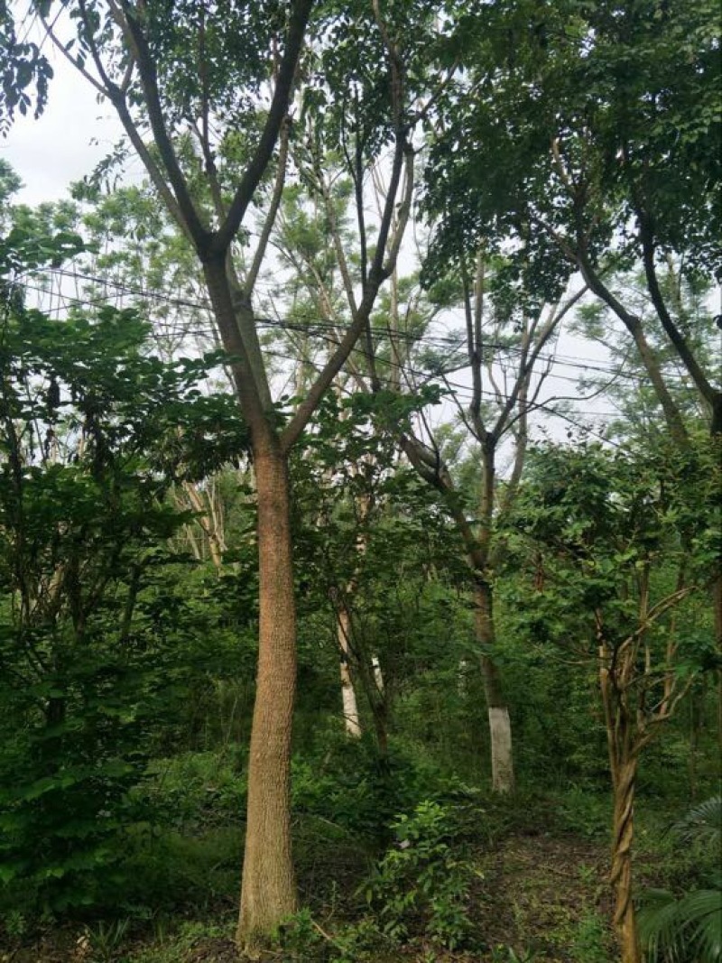 蓝花楹（诚信经营以质量求生存）
