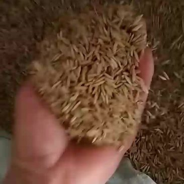 晚粳稻谷1级