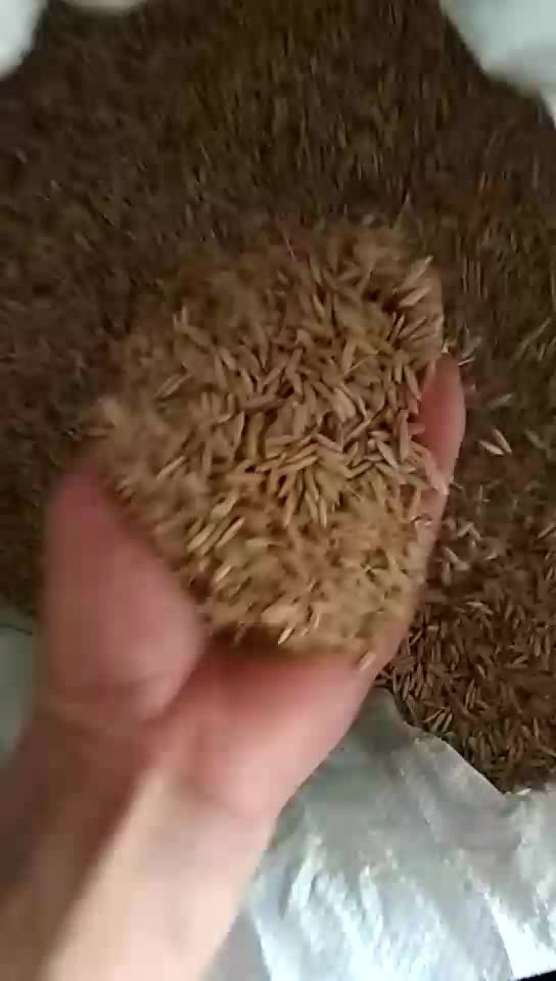 晚粳稻谷1级