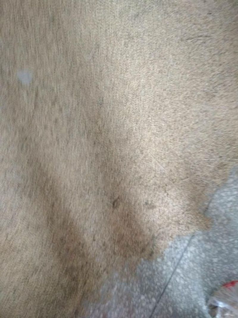 晚粳稻谷1级