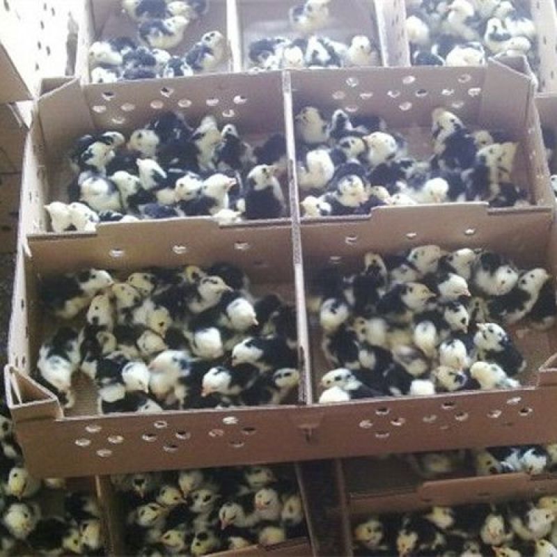 贵妃鸡苗适应性强抗病力高养殖无忧，新手提供养殖技术