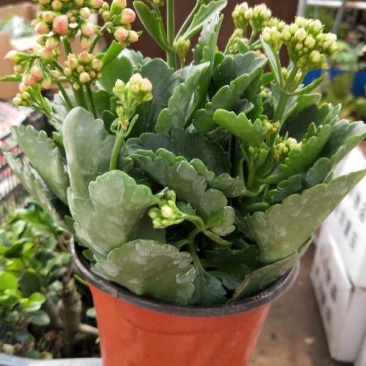 长寿花