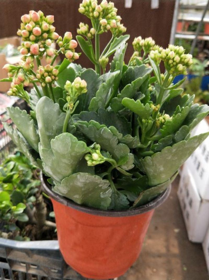 长寿花