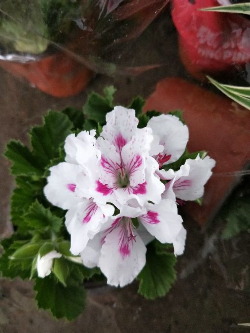 天竺葵10~20cm