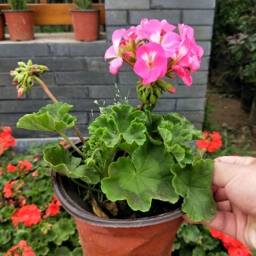 天竺葵10~20cm