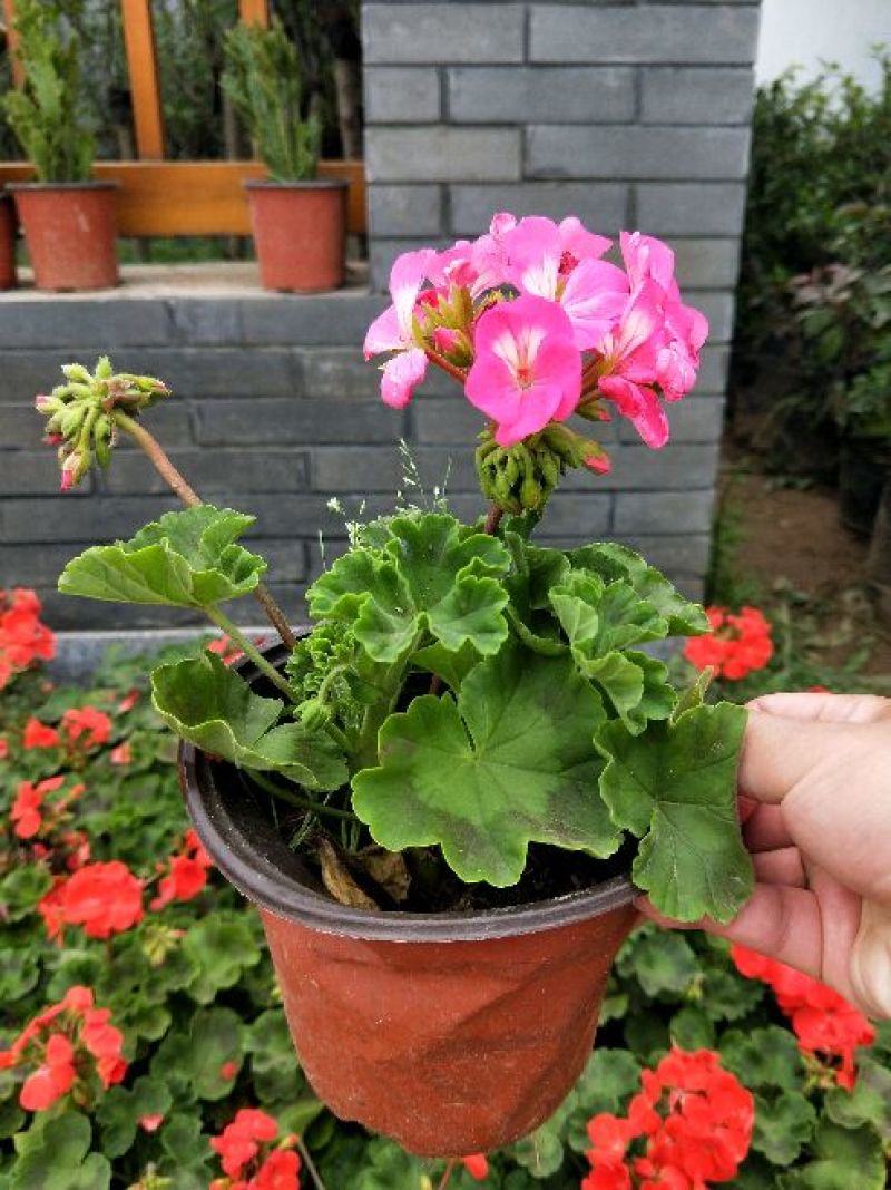 天竺葵10~20cm