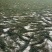 饭店绿干海带丝:深海1J长丝.碎丝少.口感好.1:7泡发