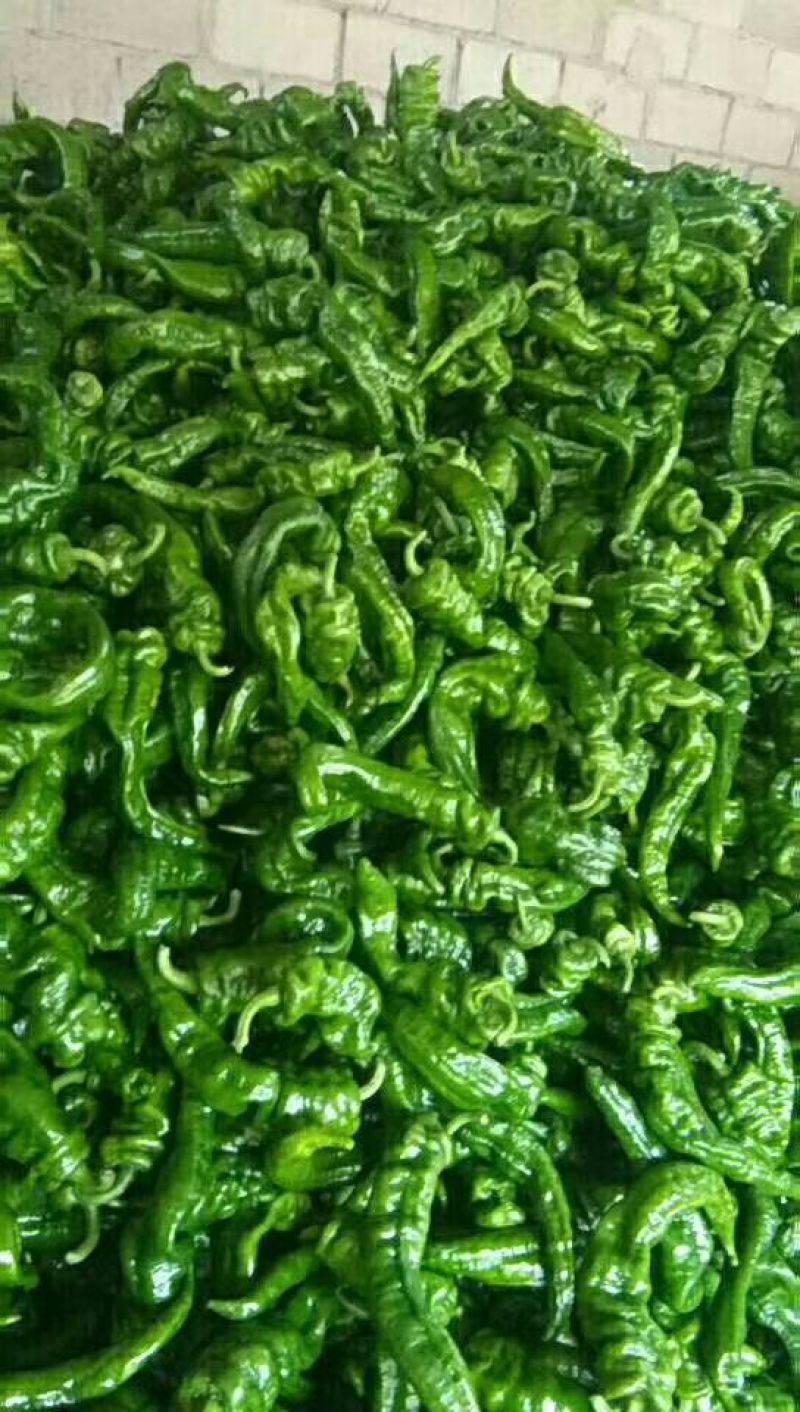 鲜辣椒15~20厘米中辣青