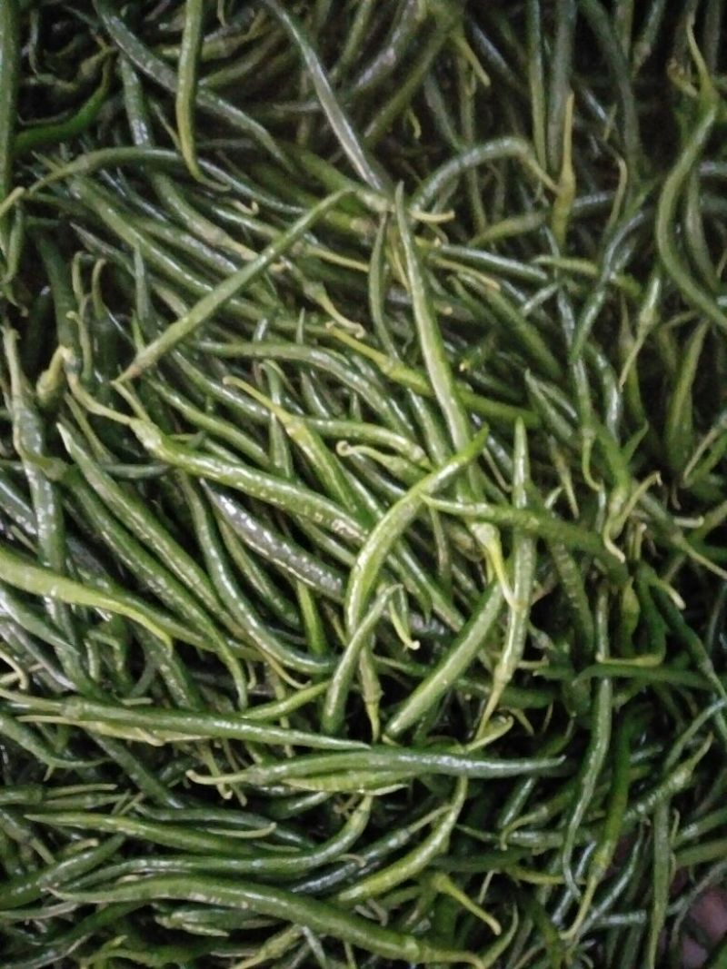 鲜辣椒15~20厘米中辣青