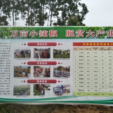 鲜辣椒15~20厘米中辣青
