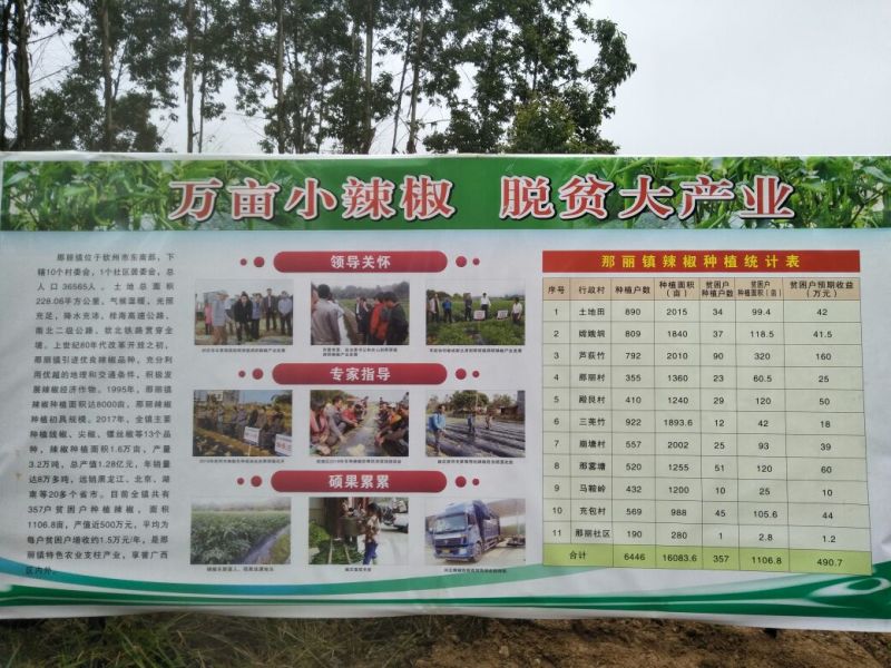 鲜辣椒15~20厘米中辣青