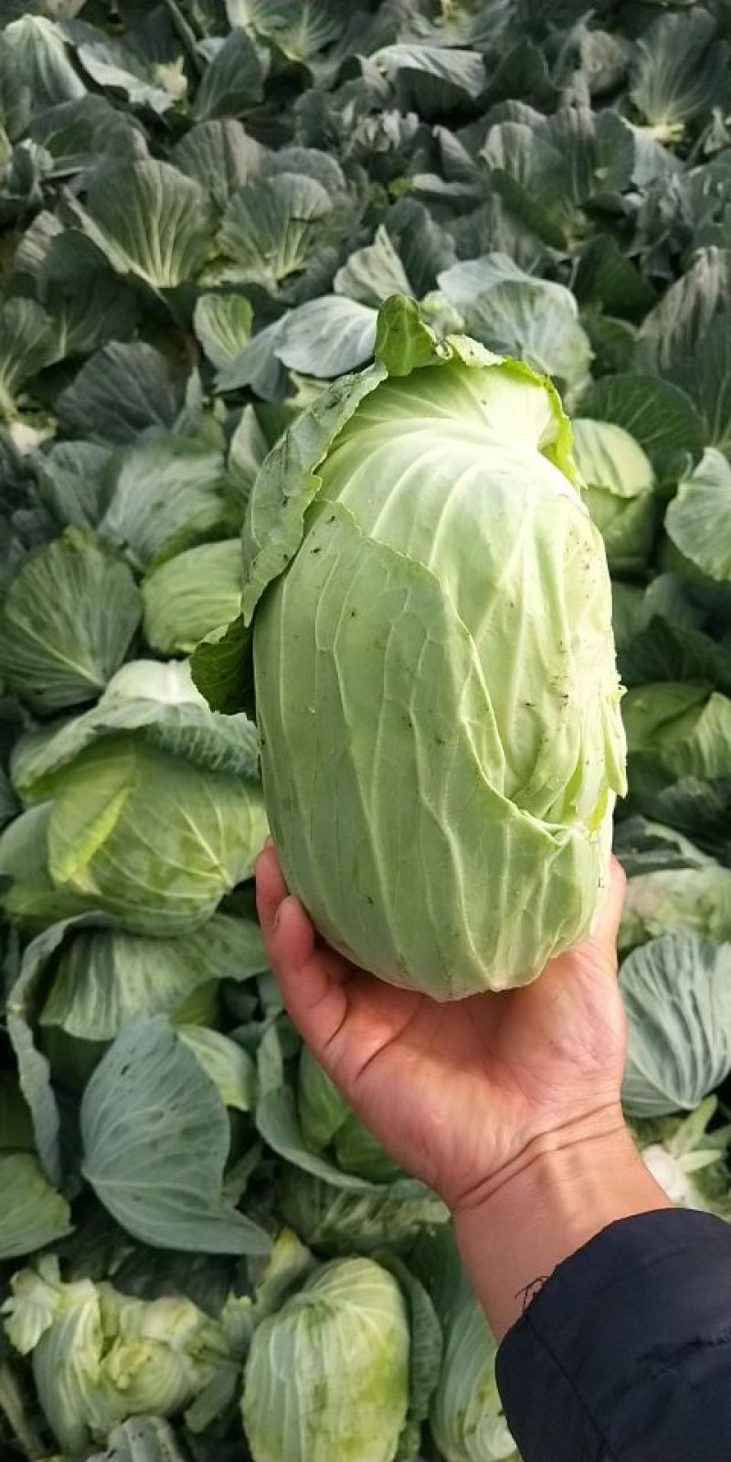 四川成都扁包菜韩将军包菜甘蓝奥奇娜赖运输的包菜