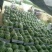 东台8424西瓜大量上市5斤打底9成熟1茬